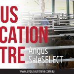 Let Angus SaleSELECT do the work!