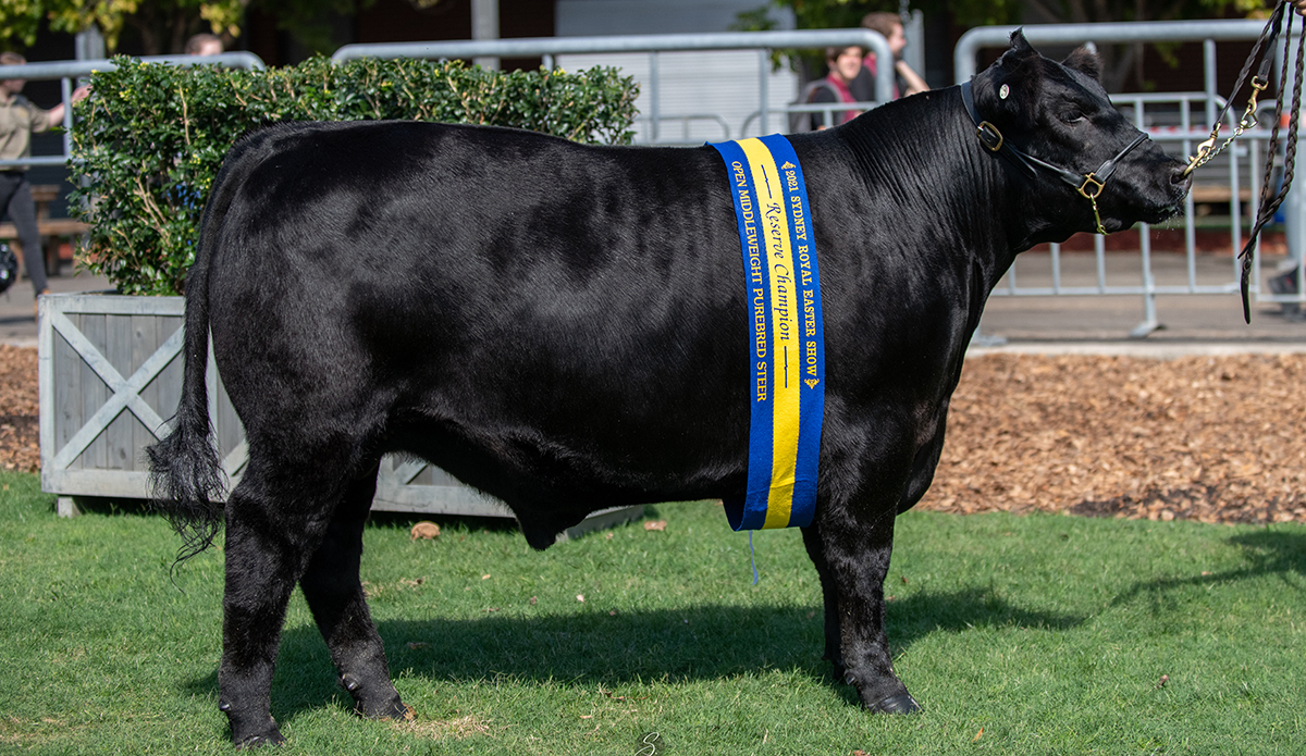 Champion Middleweight Carcase, Reserve Champion Middleweight Steer