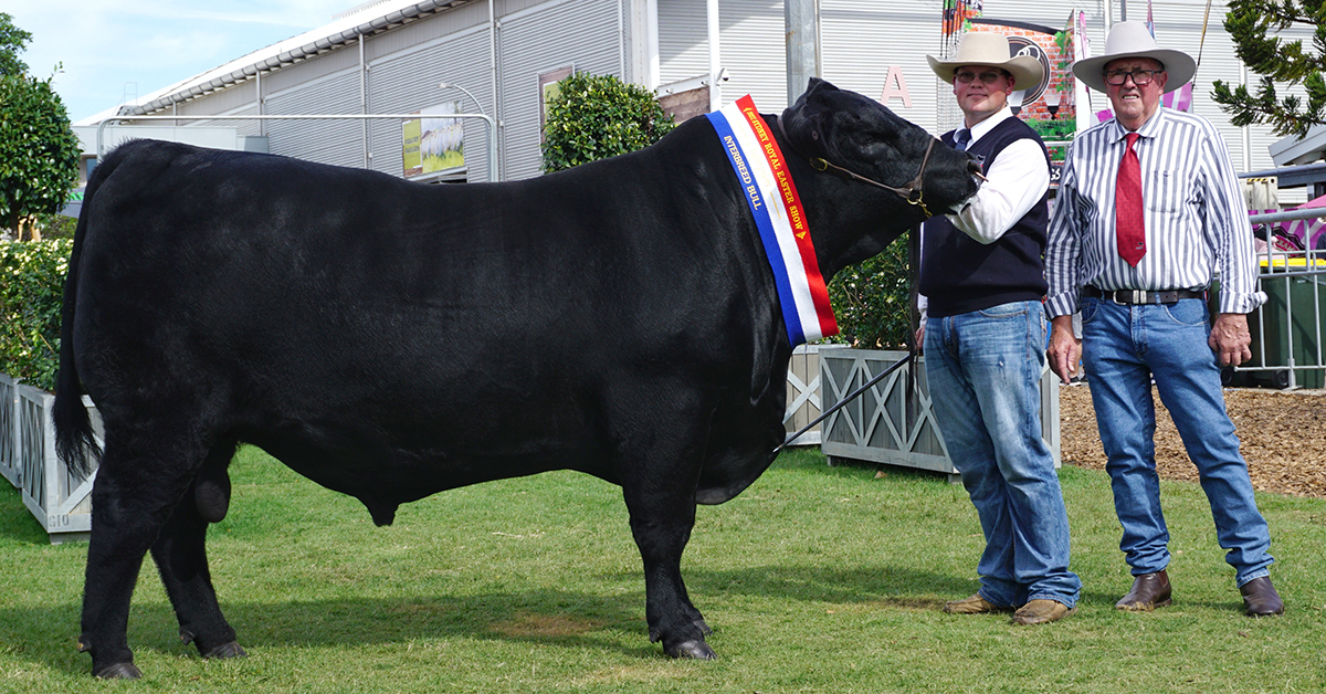 Interbreed Champion Bull - Hillview Quigley Q18#