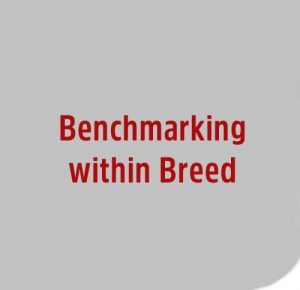 Benchmarking within Breed image