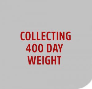 COLLECT-400 DAY WEIGHT image