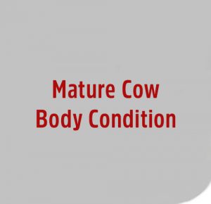 Mature-Cow-Body-Condition image