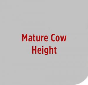 Mature-Cow-Height image