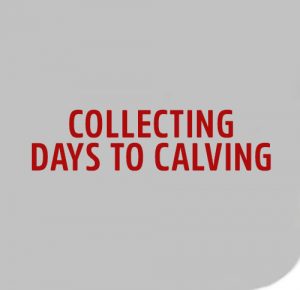 COLLECTING-DAYS-TO-CALVING image