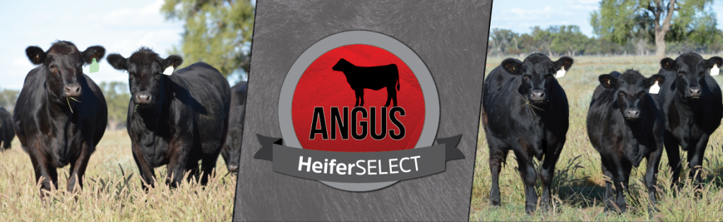 Angus HeiferSELECTBanner