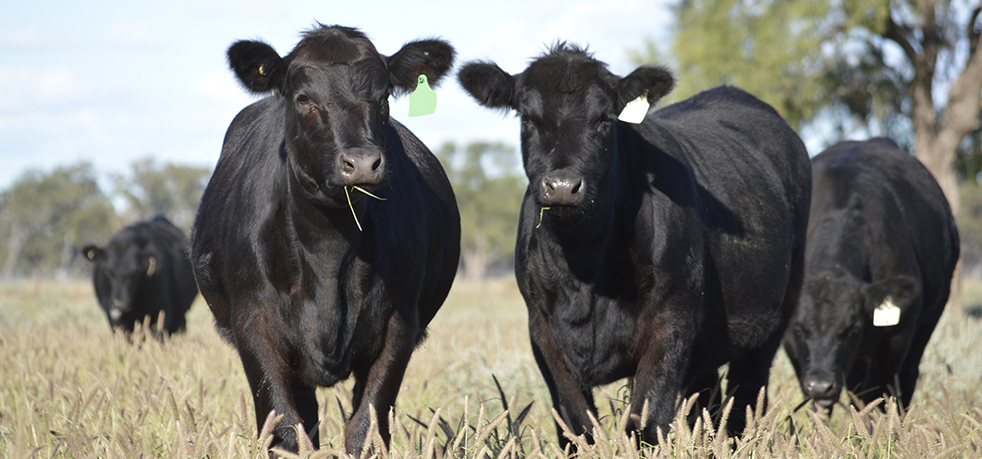 Angus HeiferSELECTBanner