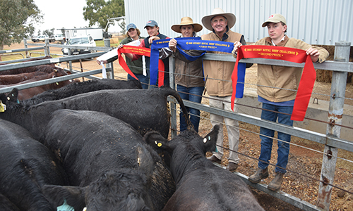 Texas Angus RAS Beef Challenge Heifers