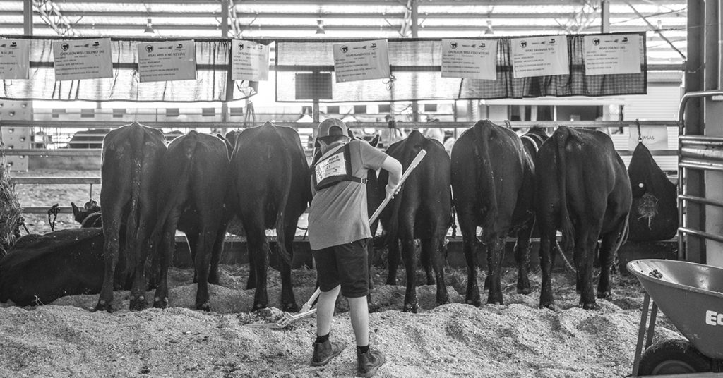 2022 NH Foods Australia Angus Youth National Roundup Cattle RegulationsBanner