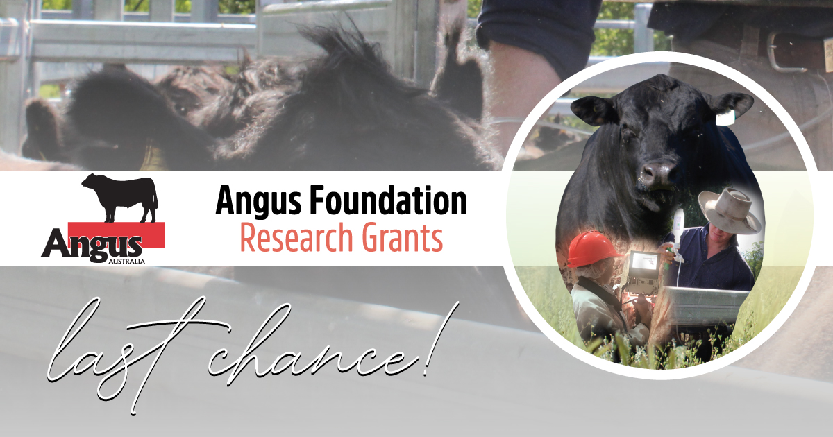 Applications close soon for the Angus Foundation Research Grant - Angus  Australia