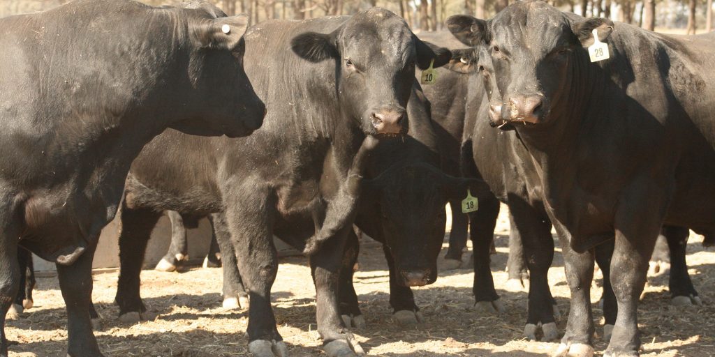 Bull Nominations OPEN – Cohort 14Banner