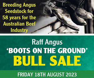 Angus Interbreed double in Adelaide - Angus Australia