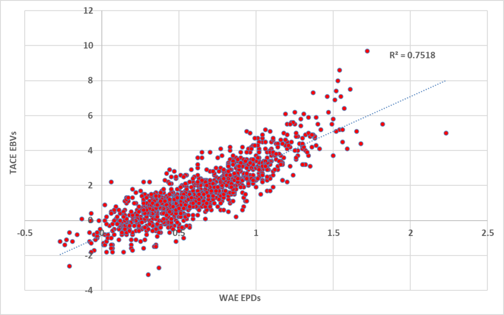 Will sires rank the same comparing their WAE EPDs to TACE EBVs? - Angus ...