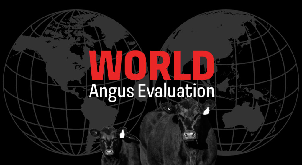 World Angus EvaluationBanner