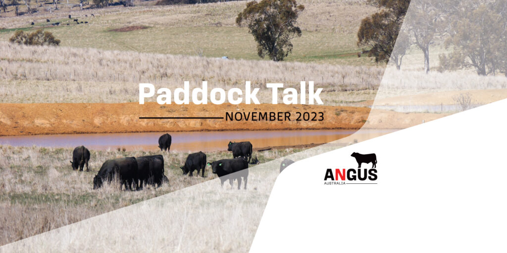 Paddock Talk – November 2023Banner