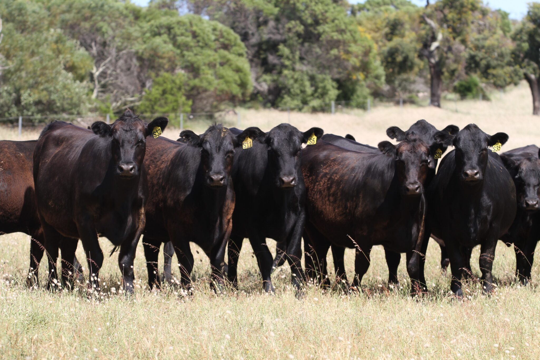 Angus Mating Breeding the best at Esperance - Angus Australia