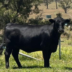 Win an Angus Heifer - Raffle Ticket