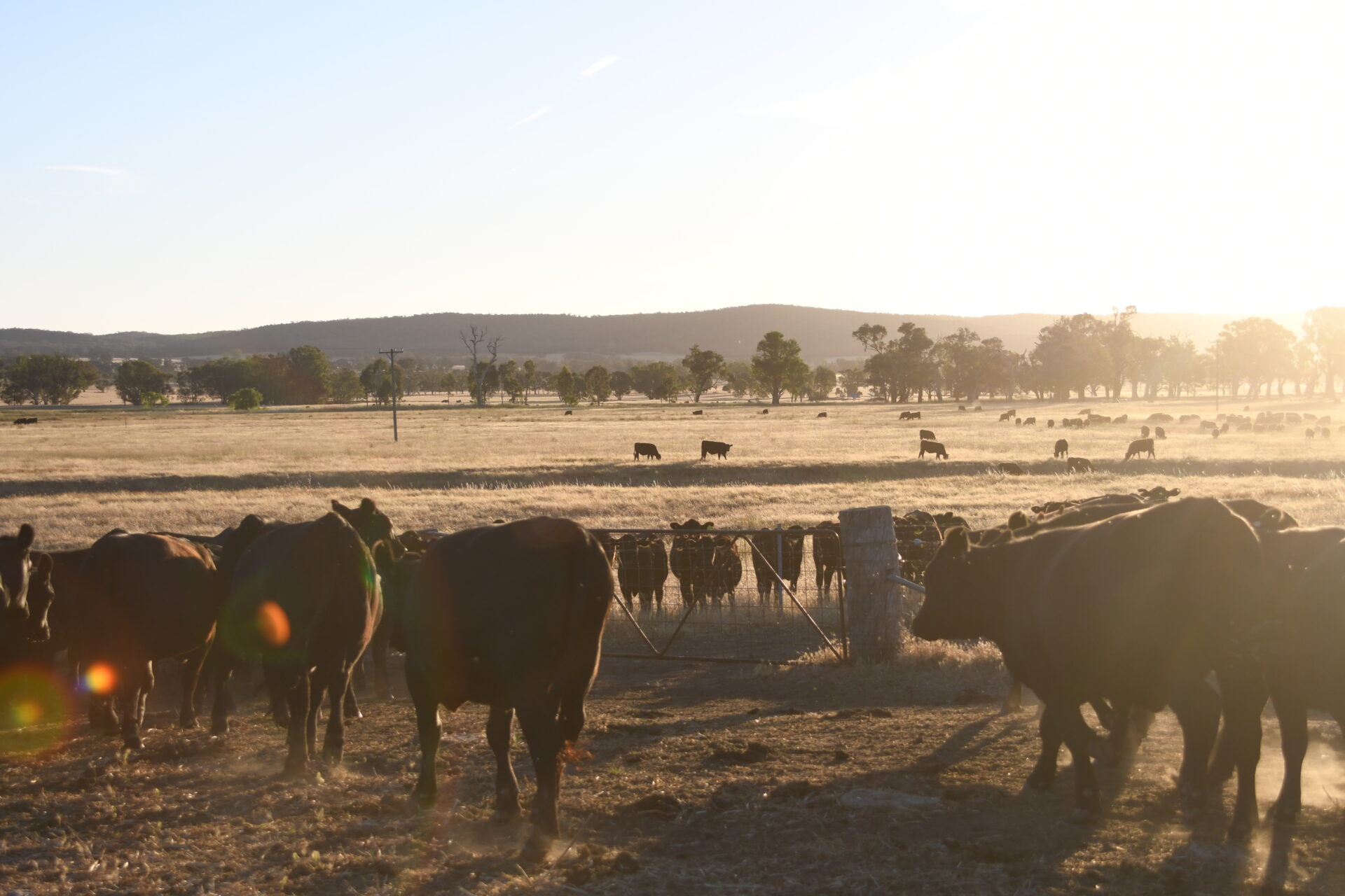 Big Springs, Big Changes - Angus Australia